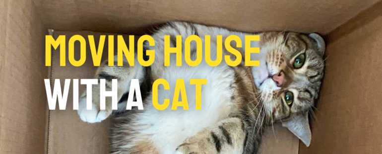 Moving House with a Cat