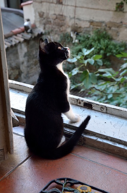 Black and white kitten staring out of window