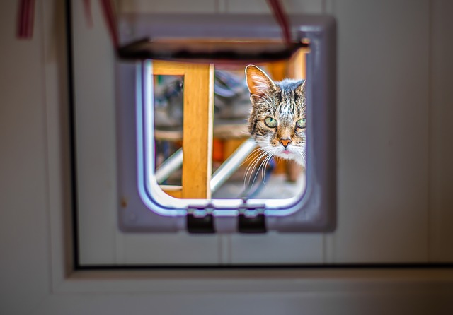 Cat looking through cat flap