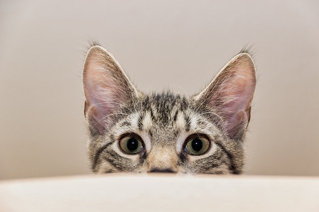 Grey tabby cat peering over table