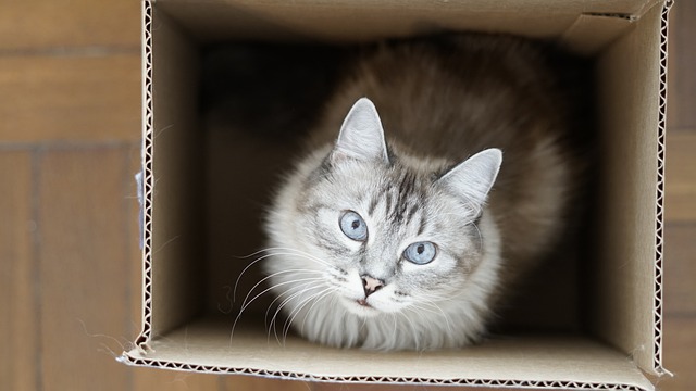 Long haired grey cat sitting in cardboard box
