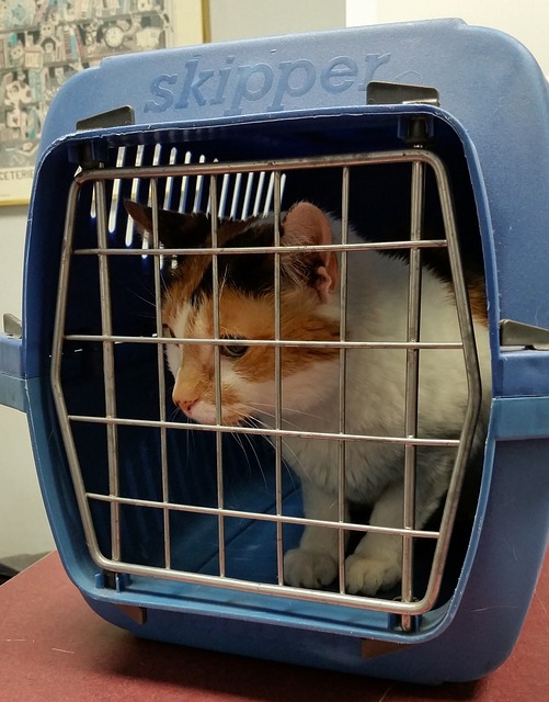 White tortoiseshell cat in blue carrier basket