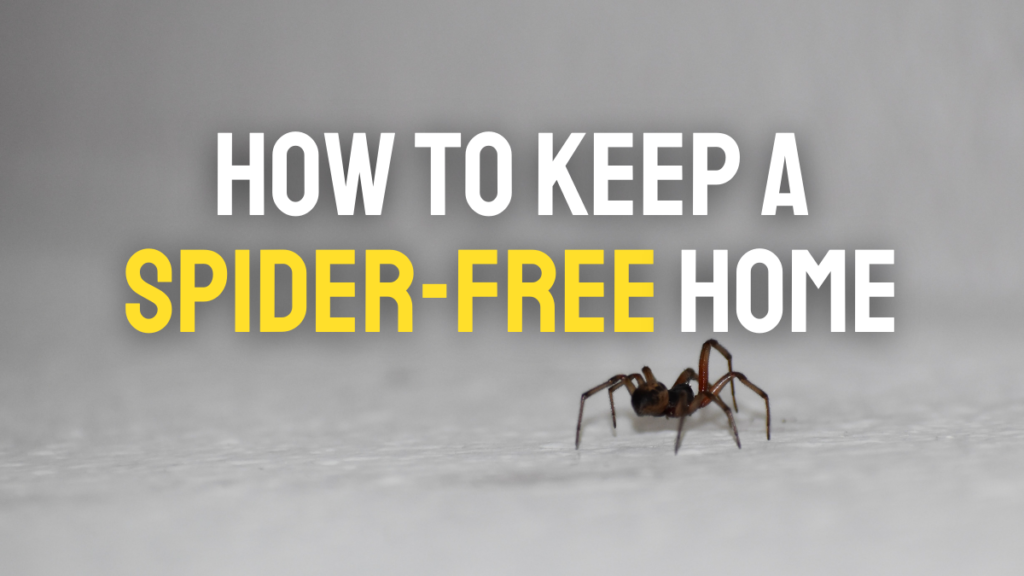 How to Keep a Spider-Free Home