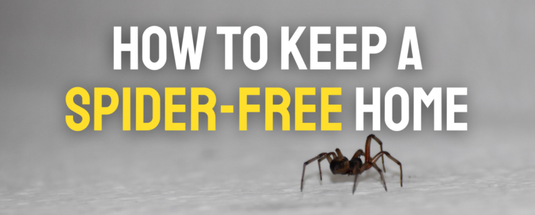 How to keep a Spider-free home