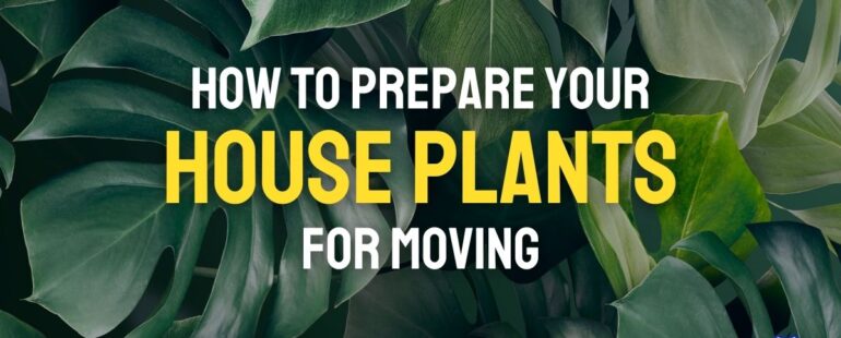 How to Move with your House Plants?