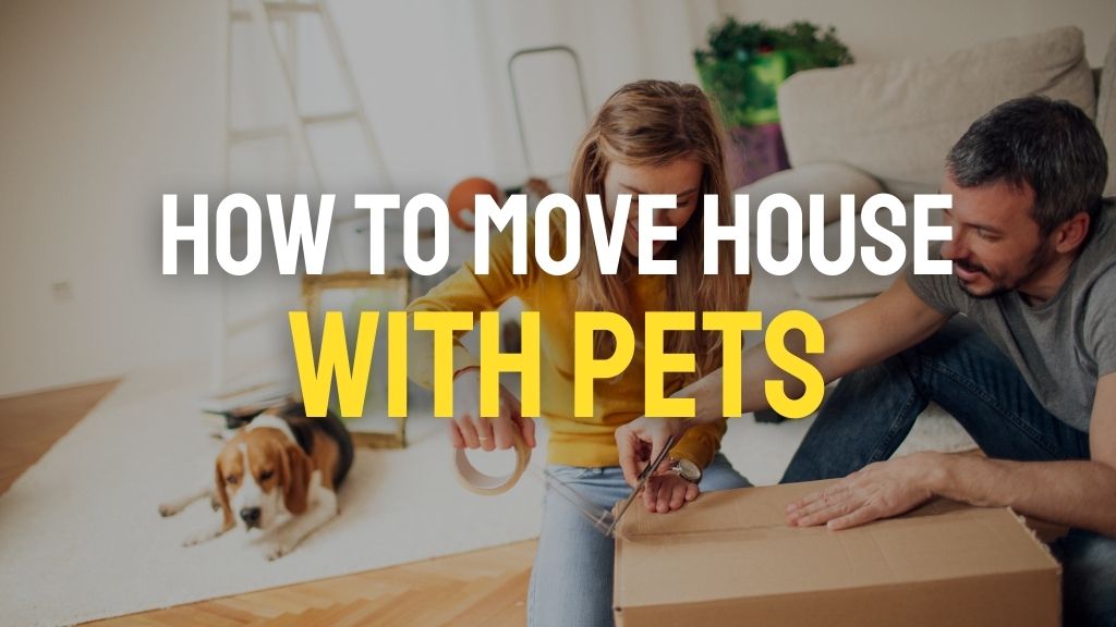 How to move house with Pets